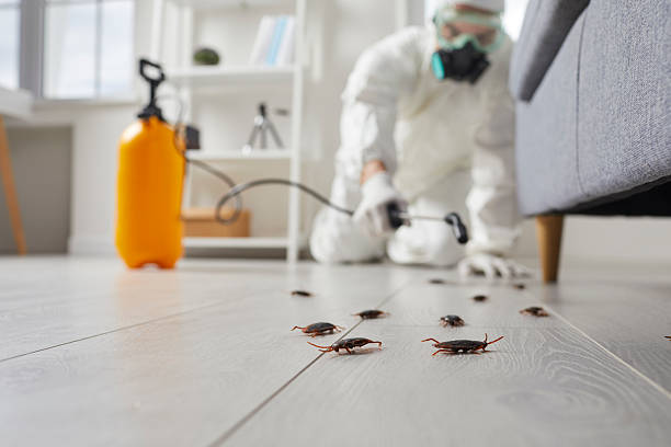 Trusted Cockroach Control service in Chenango Bridge, NY - Nex Pest Control